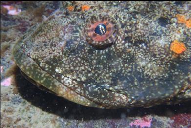 great sculpin