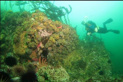 cemented tubeworm balls 30 feet deep