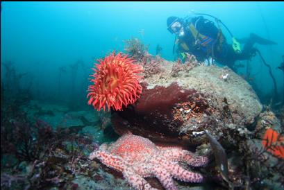 fish-eating anemone and sunflower star