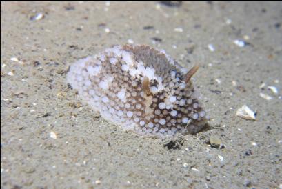 nudibranch