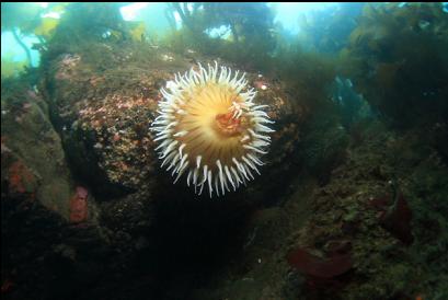 fish-eating anemone