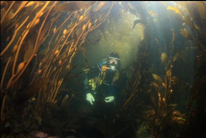 under the kelp