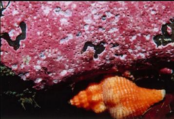 PINK CORRALINE ALGAE AND WHELK?