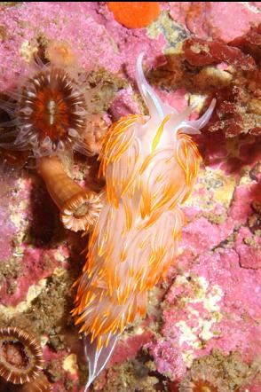 opalescent nudibranch