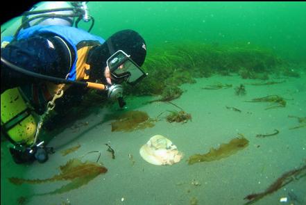 moon snail