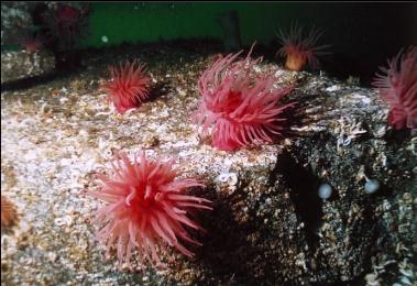 CRIMSON ANEMONES ON WALL