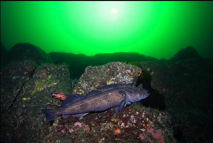 lingcod