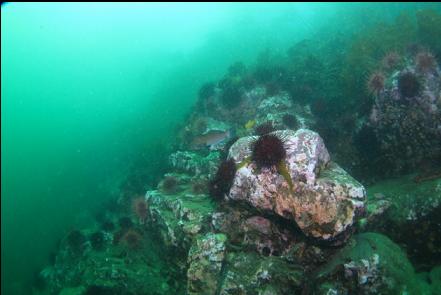 kelp greenling and rocky slope