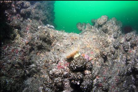 anemone and cemented tube worms