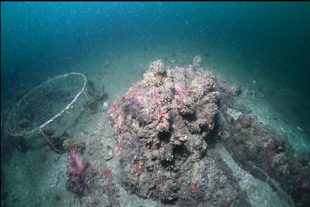 clumps of cemented tube worms and an old crab trap