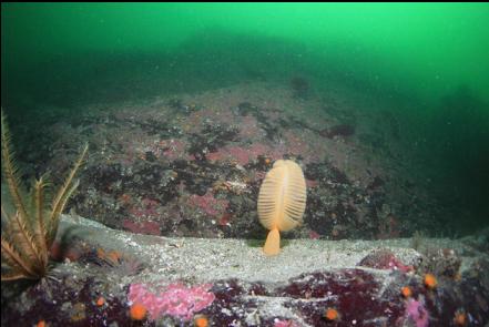 sea pen on a sandy ledge