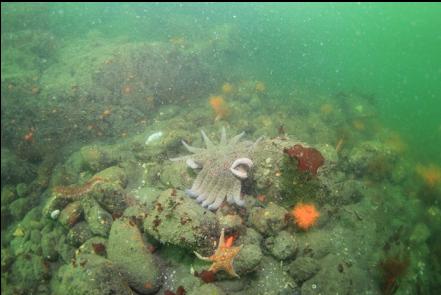 seastars and burrowing cucumbers at the base of the wall