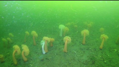 plumose anemones on the bottom