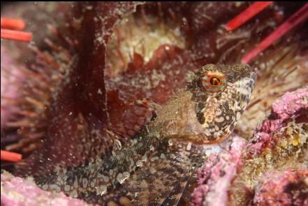 small sculpin