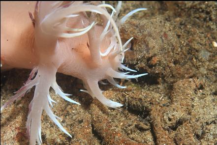 giant nudibranch hunting a tube-dwelling anemone