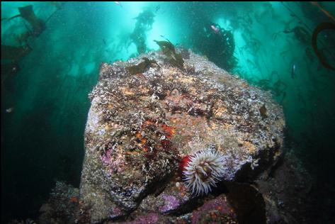 fish-eating anemone