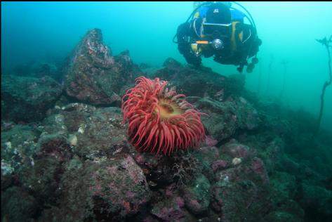 fish-eating anemone