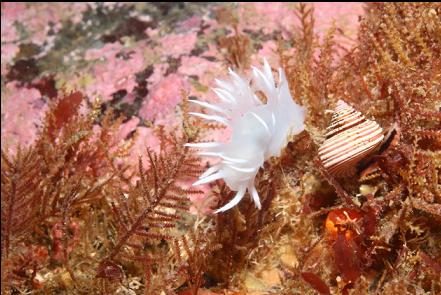 nudibranch