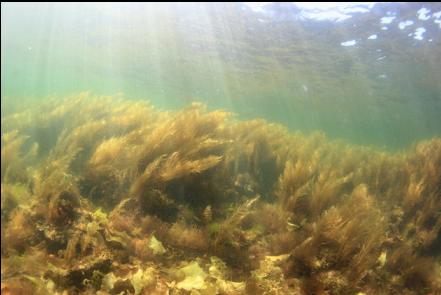 sargassum seaweed