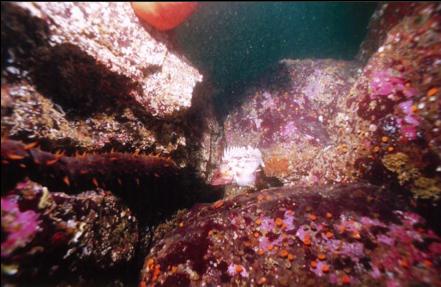 ROCKFISH , CUP CORALS, ETC ON REEF