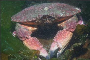 RED ROCK CRAB