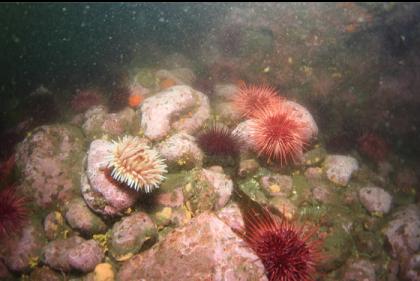 pink coraline algae on the rocks