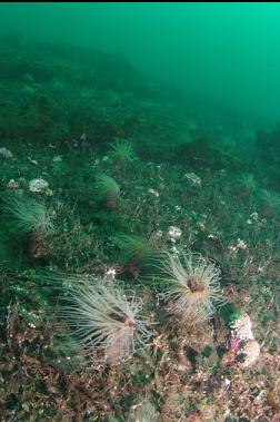 tube-dwelling anemones at top of wall