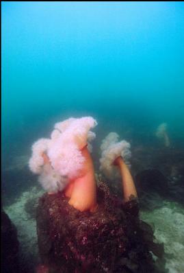 ORANGE PLUMOSE ANEMONES