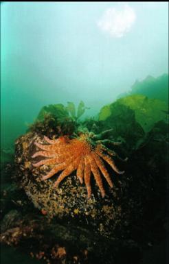 SUNFLOWER STAR