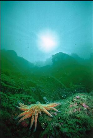 SUNFLOWER STAR ON WALL