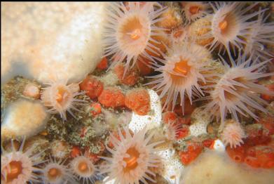 zoanthids and tunicates