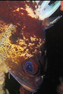 QUILLBACK ROCKFISH