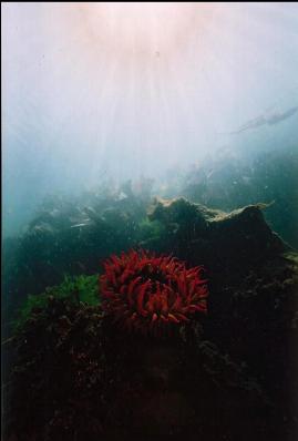 FISH- EATING ANEMONE