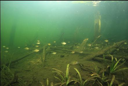 fish around pilings