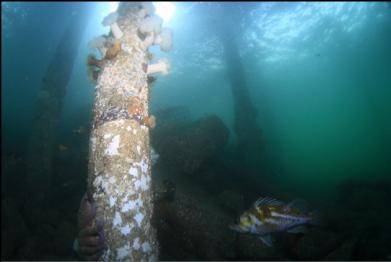 copper rockfish