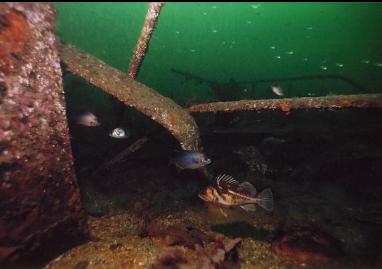 FISH ON WRECK