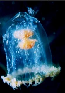 SMALL JELLYFISH