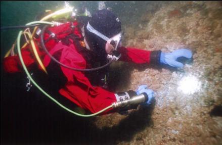 LOOKING AT BARNACLES