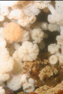 plumose anemones