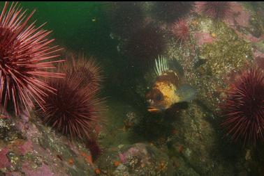 quillback rockfish and urchins