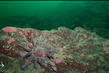 sunflower star on reef