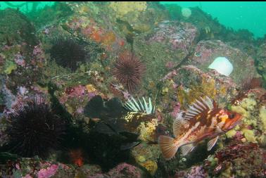 quillback and copper rockfish