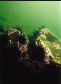 URCHINS ON ROCKS