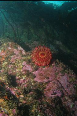 fish-eating anemone