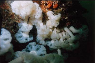 PLUMOSE ANEMONES UNDER OVERHANG