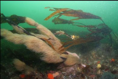 hydroids on stalked kelp on bottom of channel