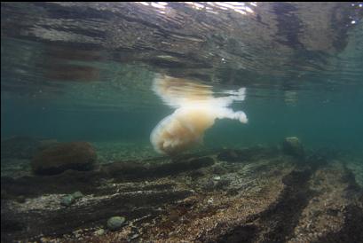 dead lion's mane in shallows