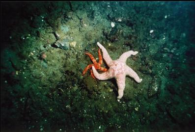 SEA STARS ON FLAT BOTTOM