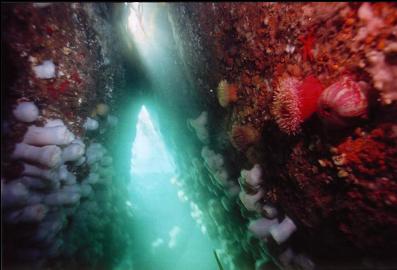 ANEMONES IN TUNNEL