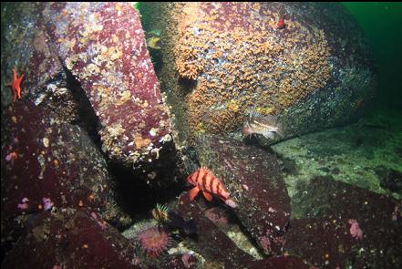 rockfish and zoanthids